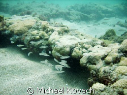 Life on the rock pile between the Sea Emperor and the Uni... by Michael Kovach 